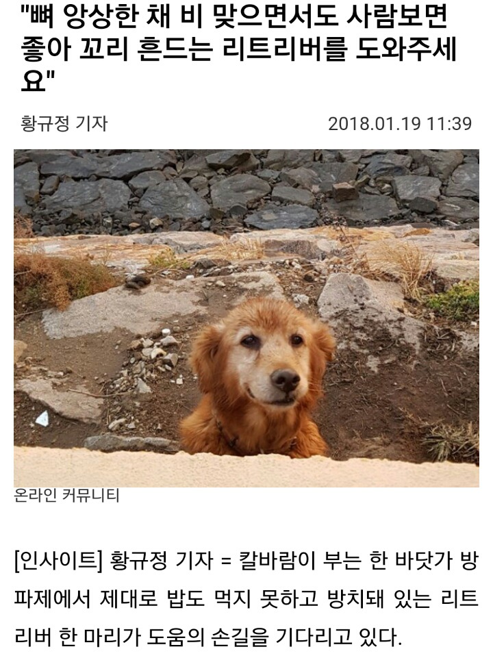 네이트판 추천수 2000넘고 난리난 강아지 학대 고발글 | 인스티즈