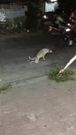 부상 당한 댕댕이.gif | 인스티즈