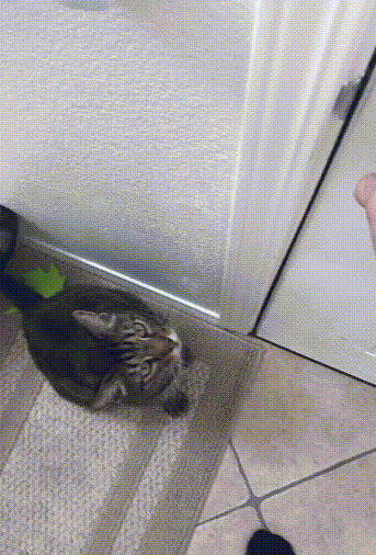 집사를 위한 배려.gif | 인스티즈