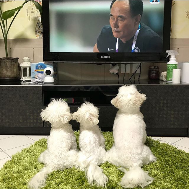한일전 보는 댕댕이들.jpg | 인스티즈