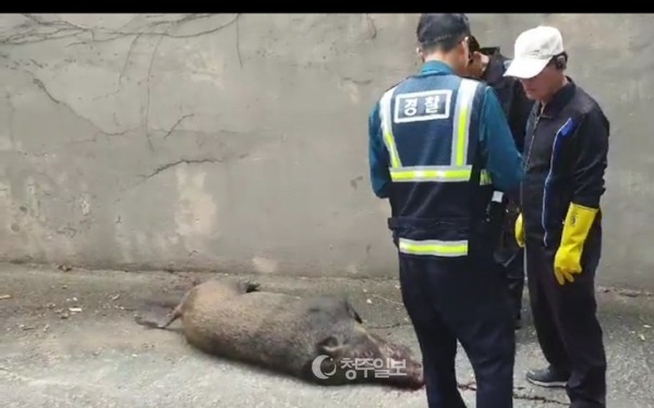 청주 멧돼지떼 출몰 . JPGIF | 인스티즈