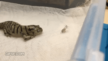 먹이를 줘도 왜 먹지를 못하니.gif | 인스티즈