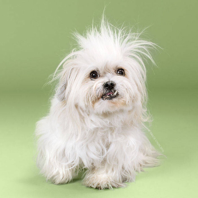 애견미용샵이 성장할 수 밖에 없는 이유.jpg | 인스티즈