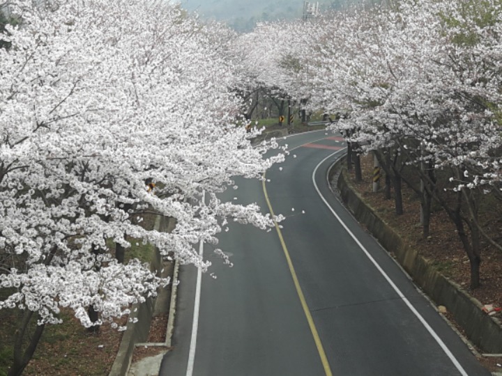 개성삼계탕 이미지