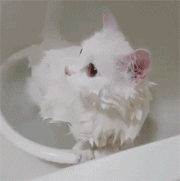 일반인은 잘 모르는 고양이 목욕시키기.gif | 인스티즈