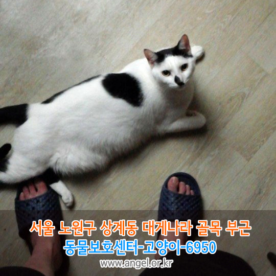 대게나라 이미지