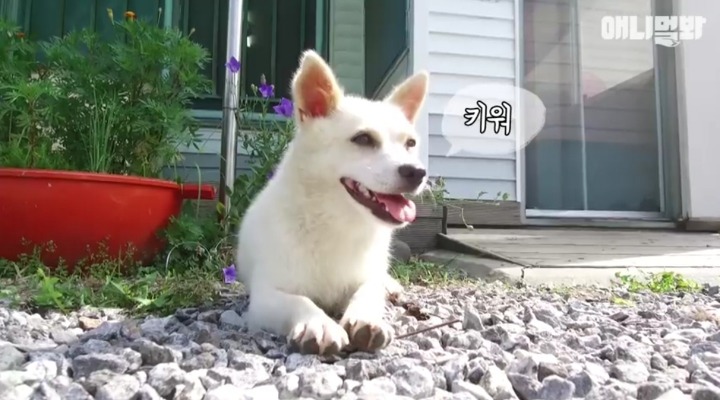 키워키우라고 vs 절대 안키울거라는 아저씨 | 인스티즈