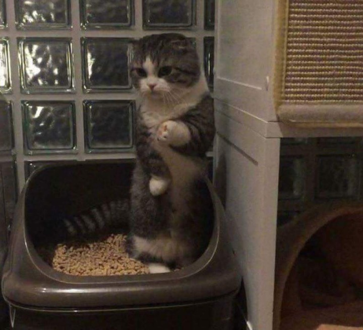 변비 걸려서 서서 응가하는 고양이.jpg | 인스티즈