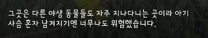 다리 다친 아기사슴을 구해주면 생기는 일.gif (데이터30MB) | 인스티즈