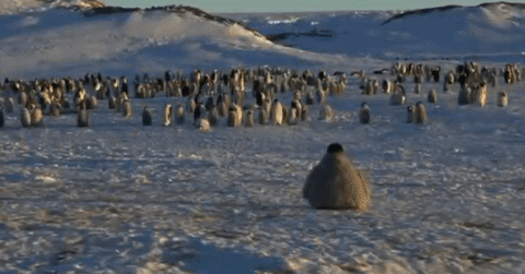 펭귄로봇을 보게 된 황제펭귄들의 반응.gif | 인스티즈