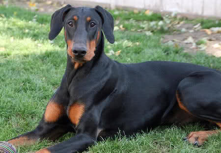 귀가 처진 댕댕이도 꼬리가 긴 댕댕이도 이렇게 사랑스러워요! (강아지 단이 단미에 대한 글) | 인스티즈