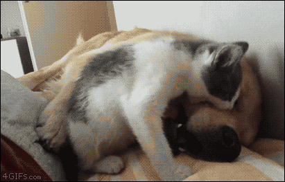 댕댕이 괴롭히는 냥냥이.gif | 인스티즈