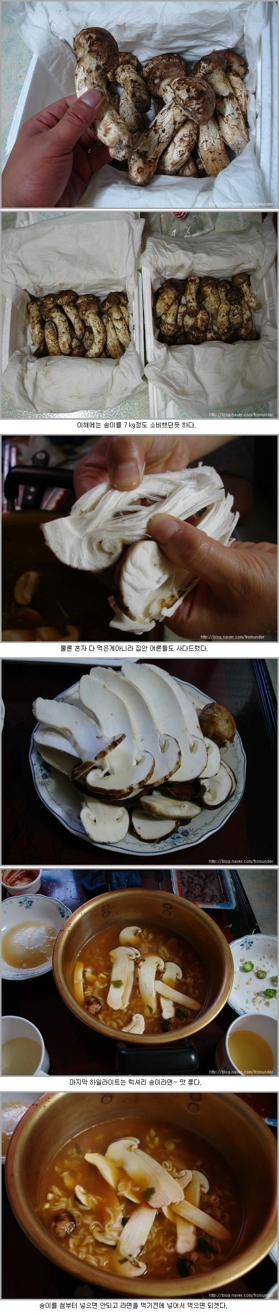 송이버섯 레전드 | 인스티즈