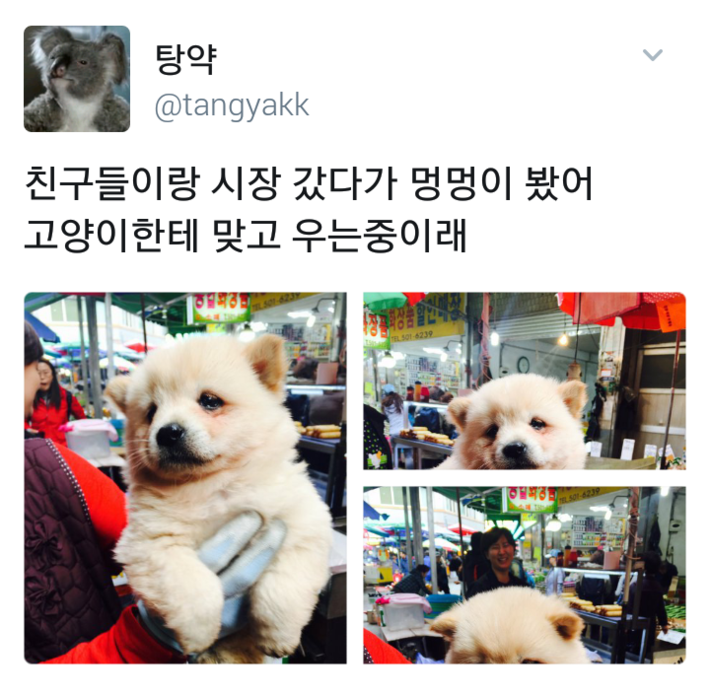 고양이한테 맞은 멍뭉이 | 인스티즈