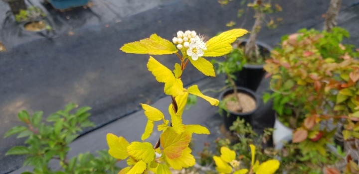 산들국수 이미지