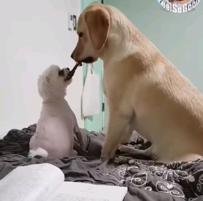 장난감 하나로 시비붙은 소형견VS대형견 | 인스티즈