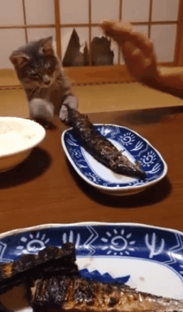 전생에 인간이었던 고양이들.gif | 인스티즈