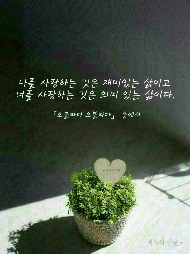 오블라디 이미지