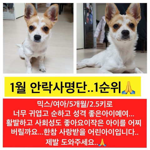 곧 안락사될 아이들 많아 보고가줘ㅠㅠㅠ공유라도 제발.. | 인스티즈