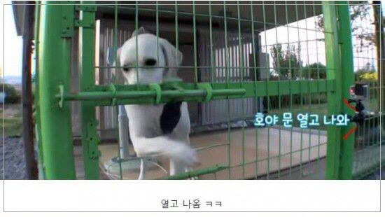 강형욱과 호야 사이의 풀리지 않는 미스테리.... | 인스티즈