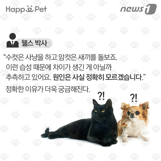 우리 개·고양이는 왼발잡이? 오른발잡이? | 인스티즈
