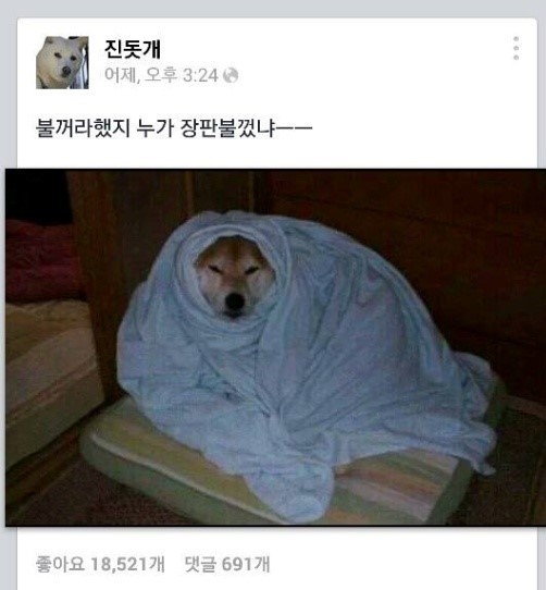 진돗개 페이스북 | 인스티즈