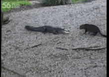 악어랑 고양이랑 싸우면 | 인스티즈