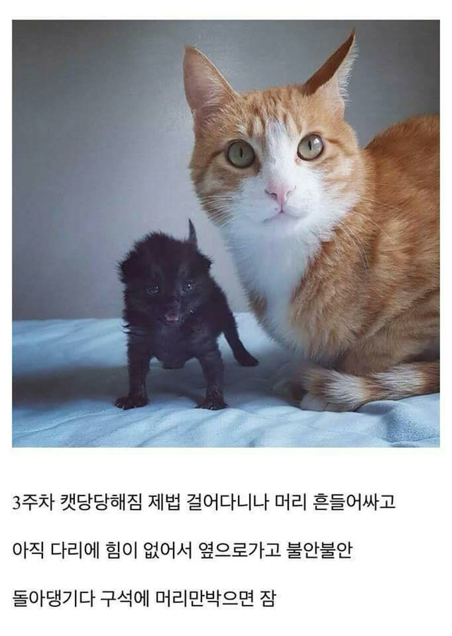 고양이를 만드는 디씨인.jpg | 인스티즈