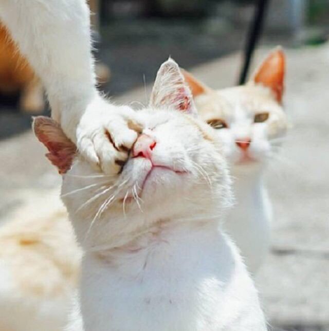 고양이 단짠단짠 모음 2탄 (귀여움 주의) | 인스티즈