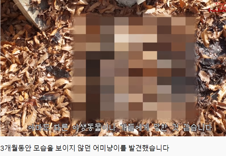 haha ha님이 유투브를 시작하게 해준 고양이 | 인스티즈