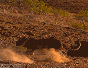 기린이 사자를 제압하는 방법.gif | 인스티즈
