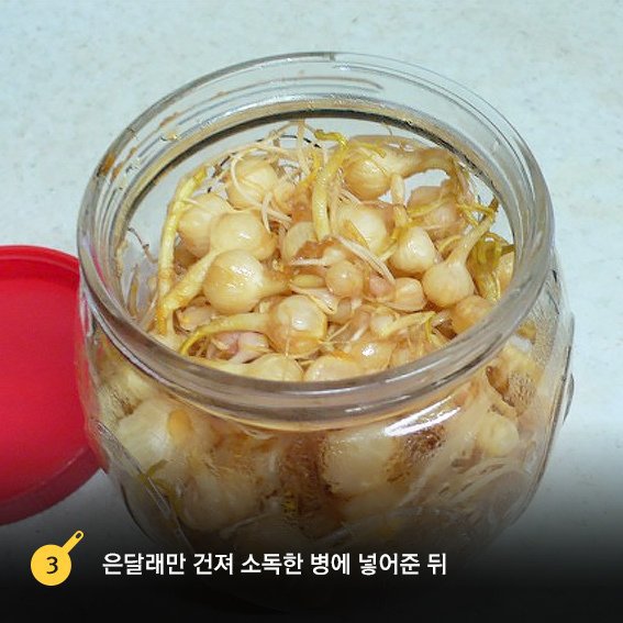 은달래 이미지