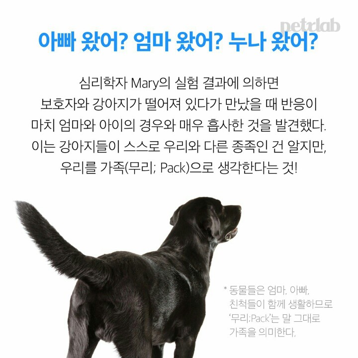  강아지는 왜 이렇게 나를 반길까?.jpgif | 인스티즈